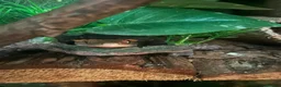 Gecko reptiles for sale: Female Harlequin Created Gecko in Aldershot - Advert 15
