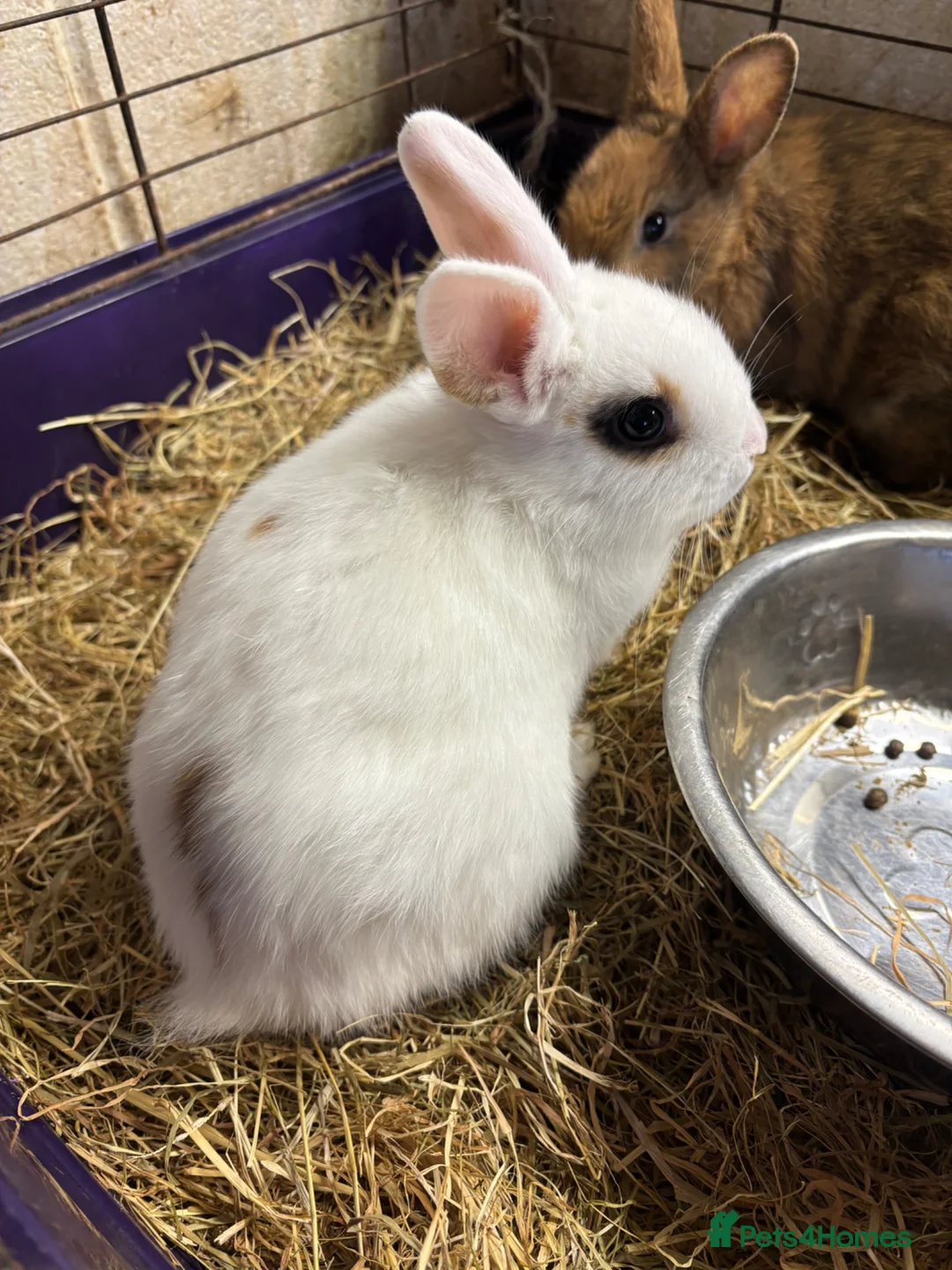 Mixed Breed rabbits for sale: Beautiful baby rabbits  - Advert 2