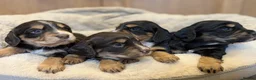 Cocker Spaniel dogs for sale: Beautiful Working type Cocker Spaniel Puppies - Advert 4