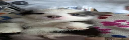 Welsh Corgi Pembroke dogs for sale: Quality, dna clear healthy fit pups - Advert 18