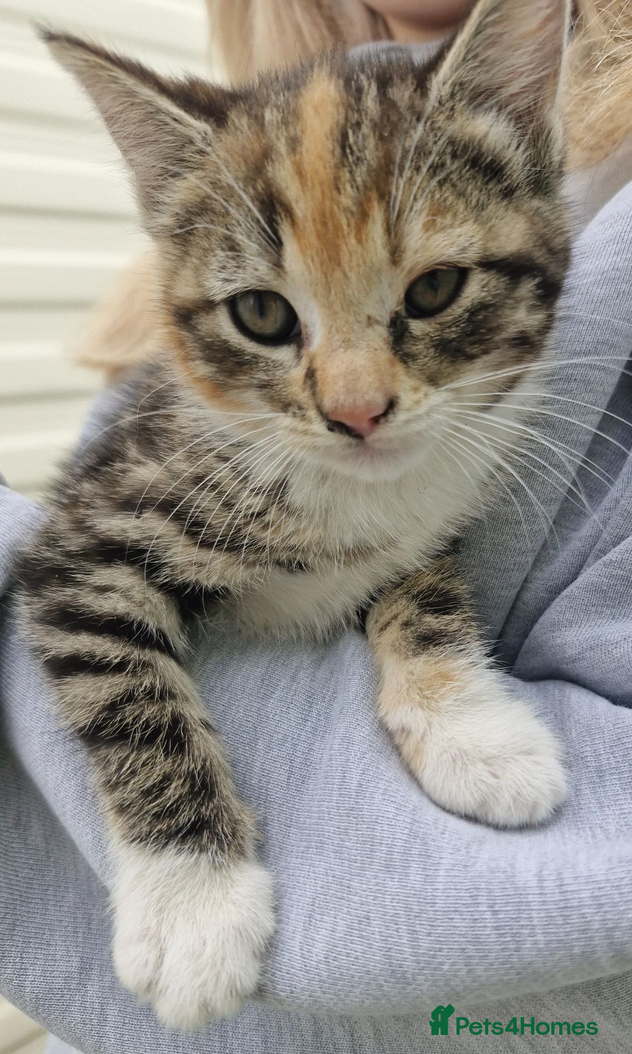 Mixed Breed cats Male tabby kitten  - Advert 6