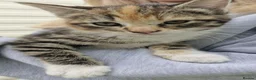 Mixed Breed cats for sale: Male tabby kitten  - Advert 1