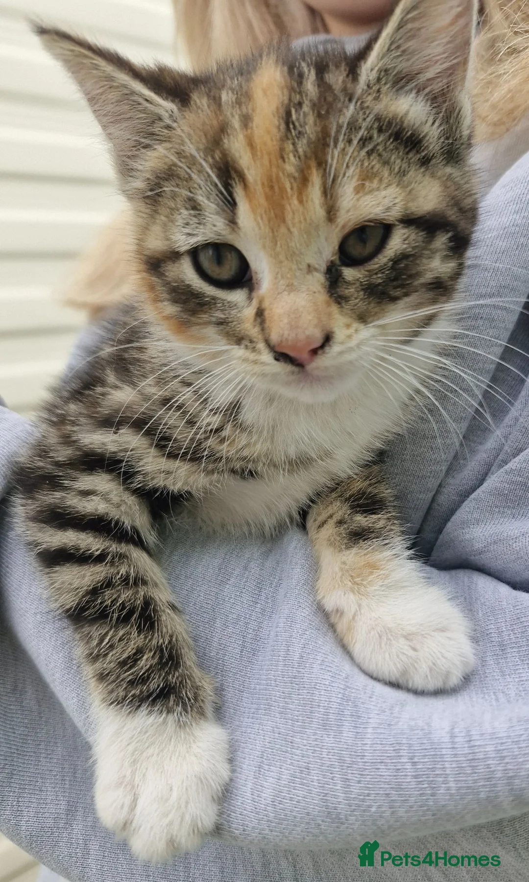 Mixed Breed cats for sale: Male tabby kitten  - Advert 1