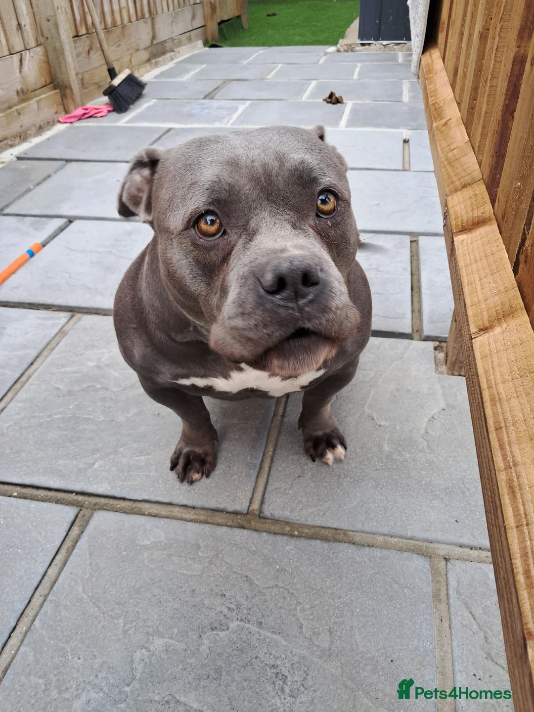 American Bully dogs for sale:  4 Yr old American pocket bully - Advert 2