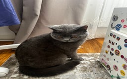 British Shorthair cats for sale: British Shorthair Kittens – 1 Boy & 3 Girls - Image 9