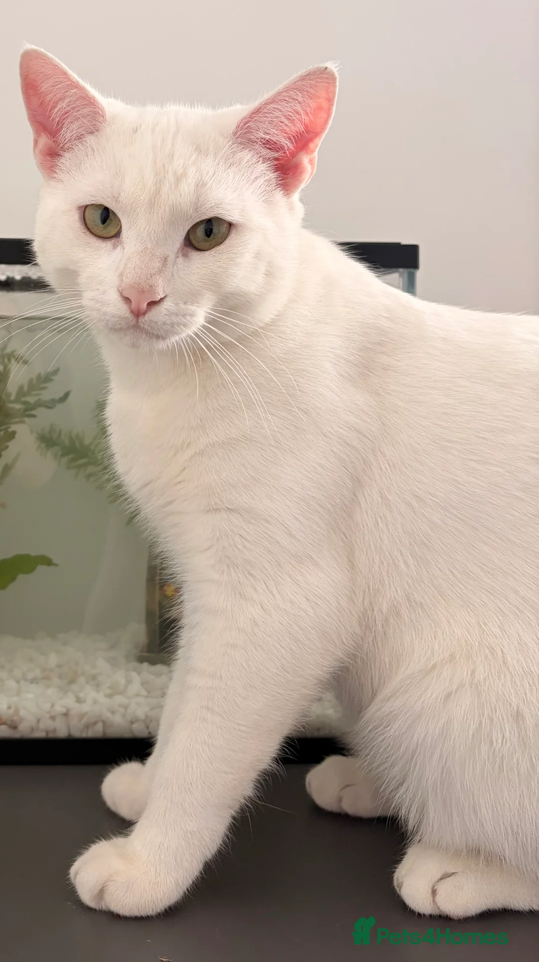 Mixed Breed cats for sale: 2 Male cats  - Advert 2