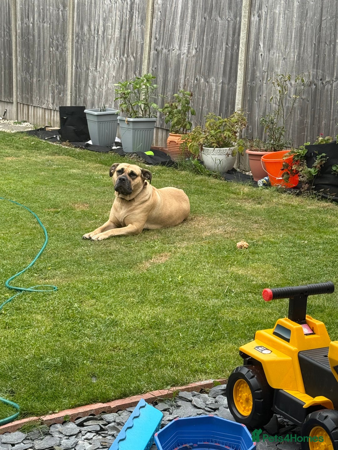 Presa Canario dogs for sale: 4 year old Skye  - Advert 5