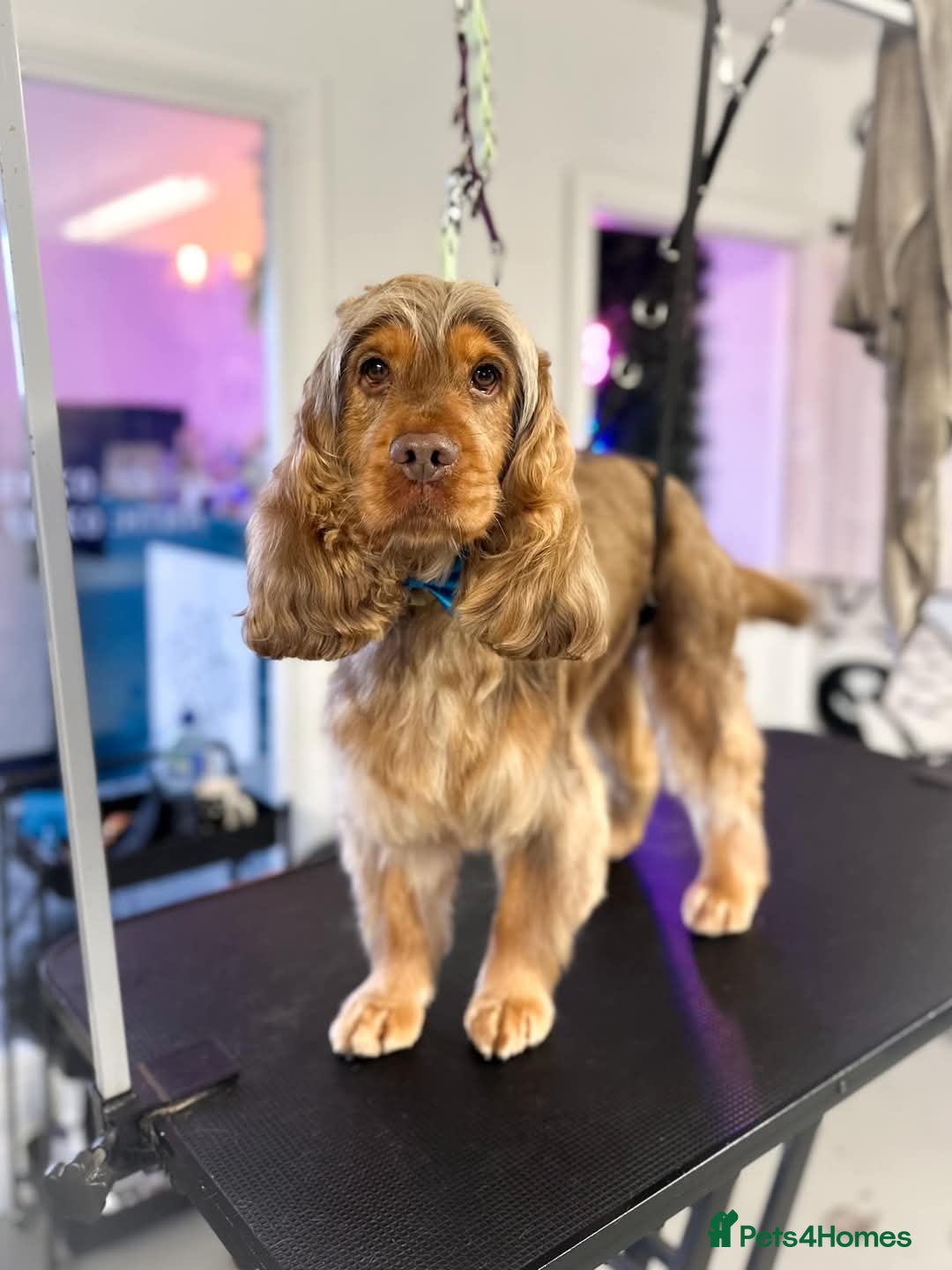 Cocker Spaniel dogs for sale: Show type cocker spaniels - Image 5