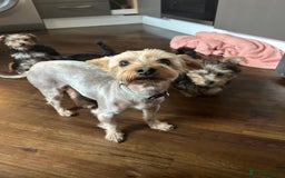 Yorkshire Terrier dogs for sale: Yorkshire terriers 1 boy 3 girls - Image 22