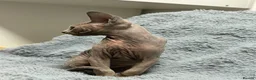 Sphynx cats for sale: 😍Two Beautiful Sphynx Girls😍 - Advert 9