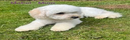 Mixed Breed dogs for sale: Toy Cavapoochon’s ❤️🐾 - Advert 5