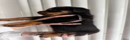Rottweiler dogs for sale: Beautiful German bloodline Rottweiler puppies - Advert 32