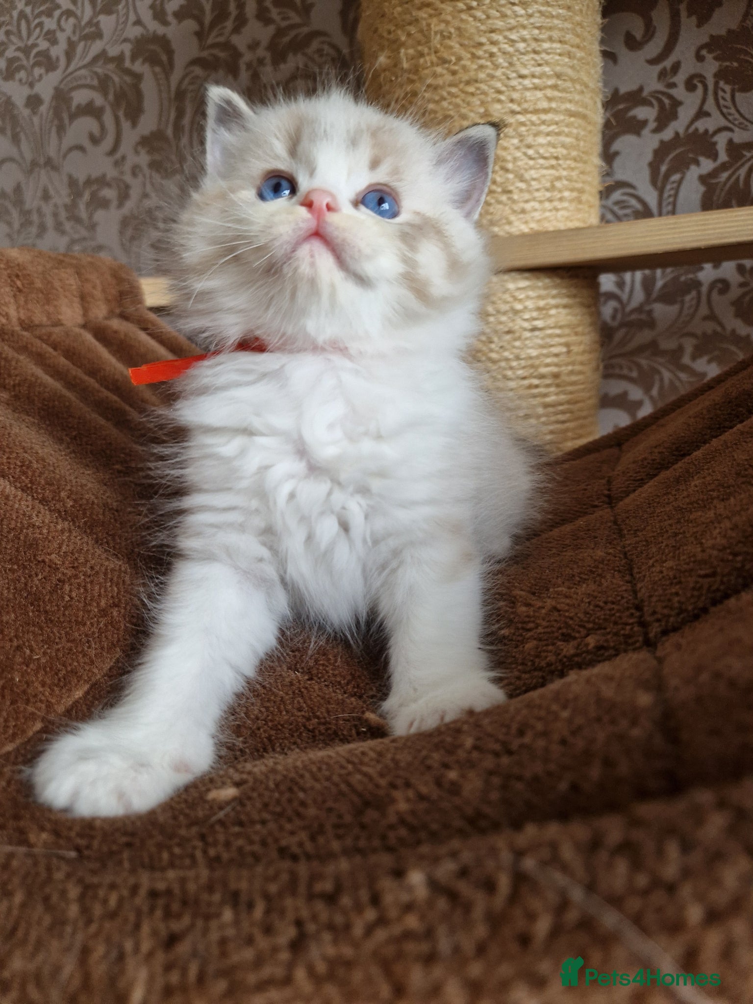 Ragdoll cats for sale: Show quality Ragdoll kittens - Advert 11