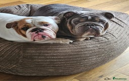 English Bulldog dogs for sale: Kennel club registered English bulldog puppies  - Image 20