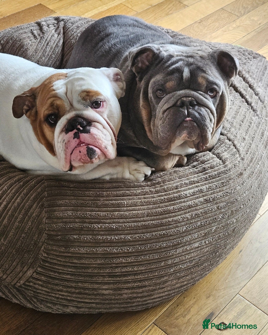 English Bulldog dogs for sale: Kennel club registered English bulldog puppies  - Image 20