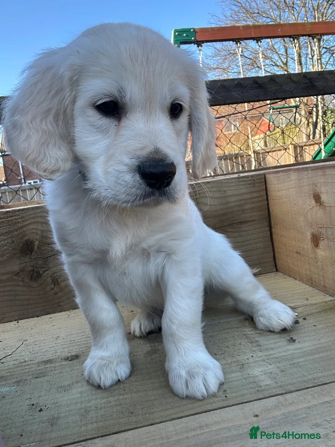 Golden Retriever dogs for sale: Beautiful kc reg cream golden retriever puppies - Advert 1
