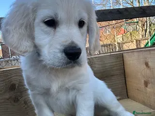 Golden Retriever dogs Beautiful kc reg cream golden retriever puppies - Advert 14