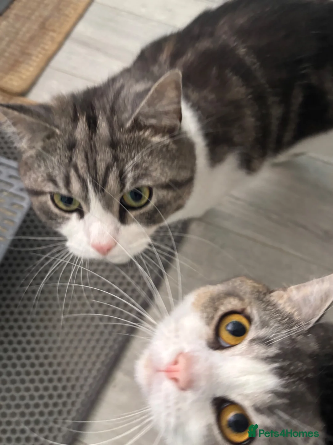 British Shorthair cats for sale: 2 brothers, british shorthair cats  in Birmingham - Advert 1