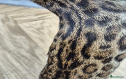 Bengal cats for sale: Bengal boy - Image 8