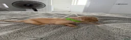 Golden Retriever dogs for sale:  Golden retriever puppies  - Advert 14
