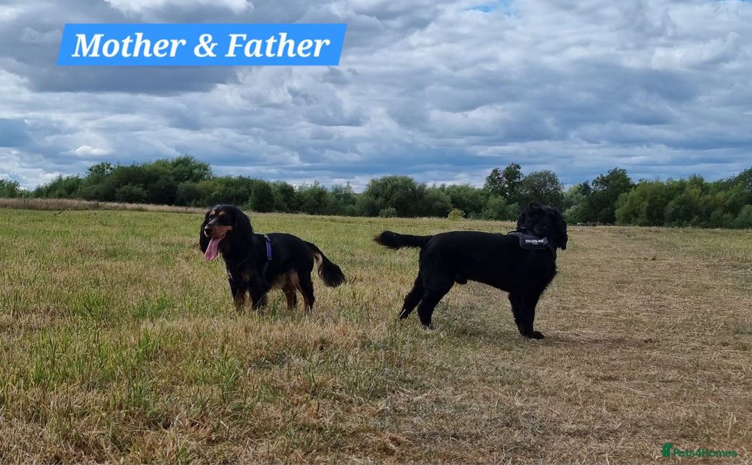 Cocker Spaniel dogs for sale: 🐾 Beautiful Show Cocker Spaniel Puppys - Image 30