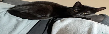 British Shorthair 2