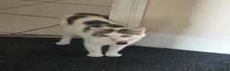 Mixed Breed cats for sale: Two male cats needing a forever home in Darlington - Advert 6