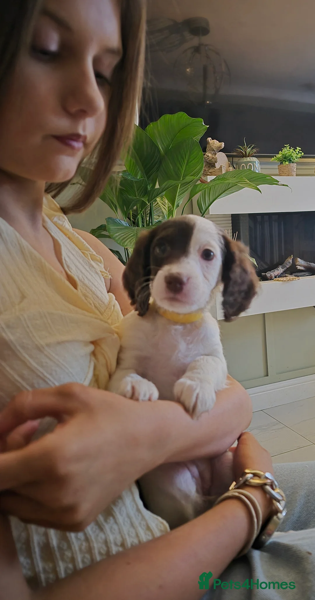 Cockapoo dogs for sale: F2 generation cockerpoo puppys  - Advert 13