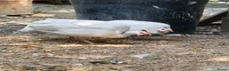 Guinea Fowl poultry for sale: Pure white guinea fowl  - Advert 3