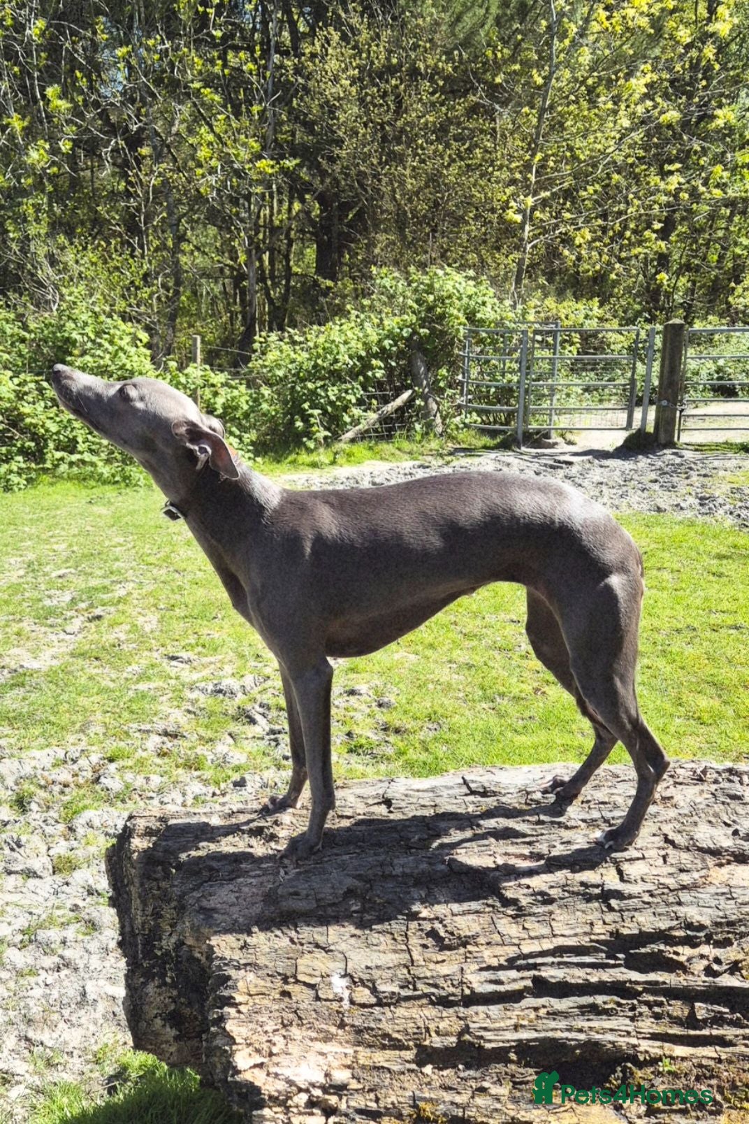 Whippet dogs  Beautiful blue whippet pups ror sale - Advert 3