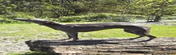 Whippet dogs for sale:  Beautiful blue whippet pups ror sale - Advert 1