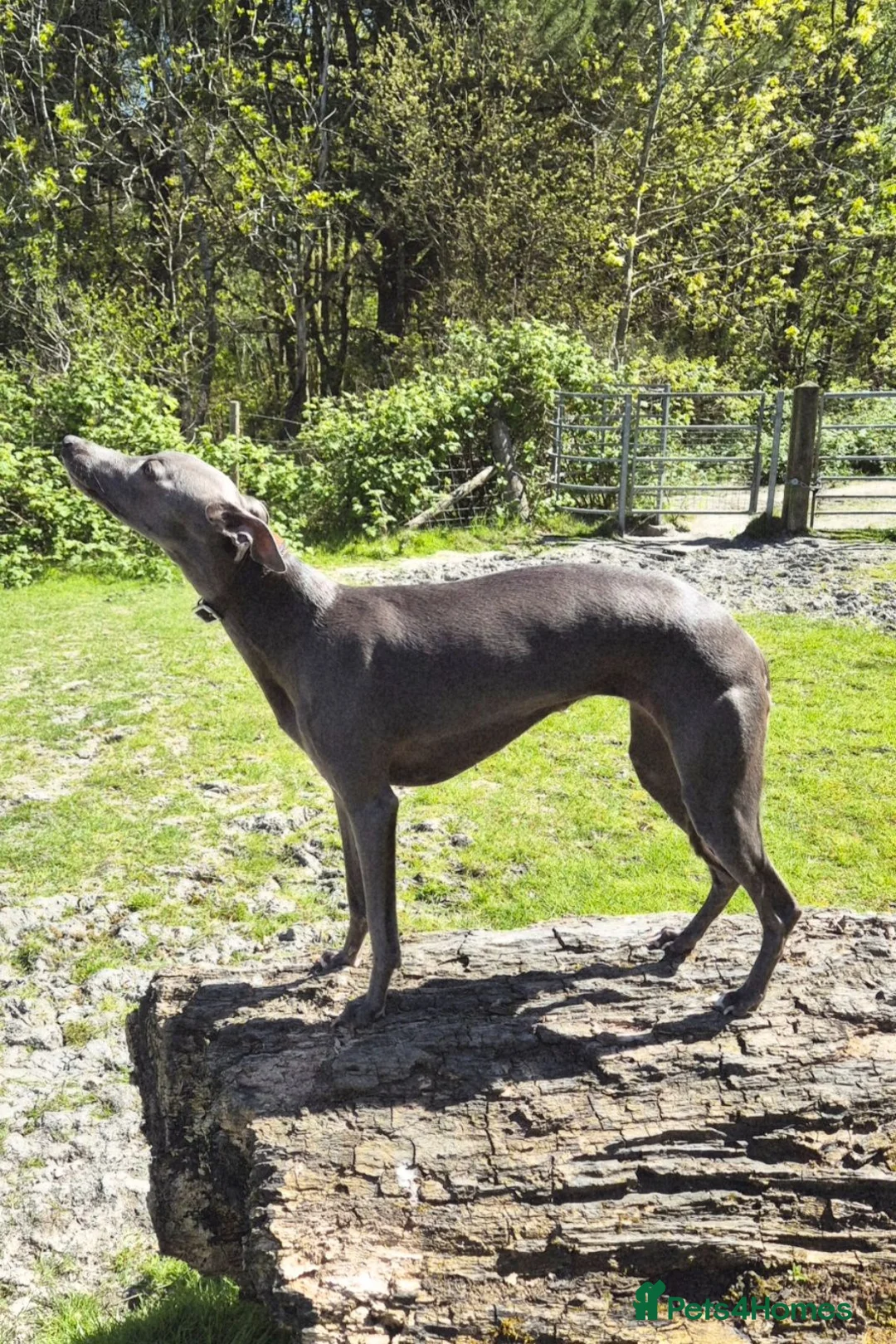 Whippet dogs for sale:  Beautiful blue whippet pups ror sale - Advert 1