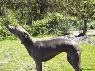Whippet dogs Beautiful KC Registered Blue Whippet pups for sale - Advert 3