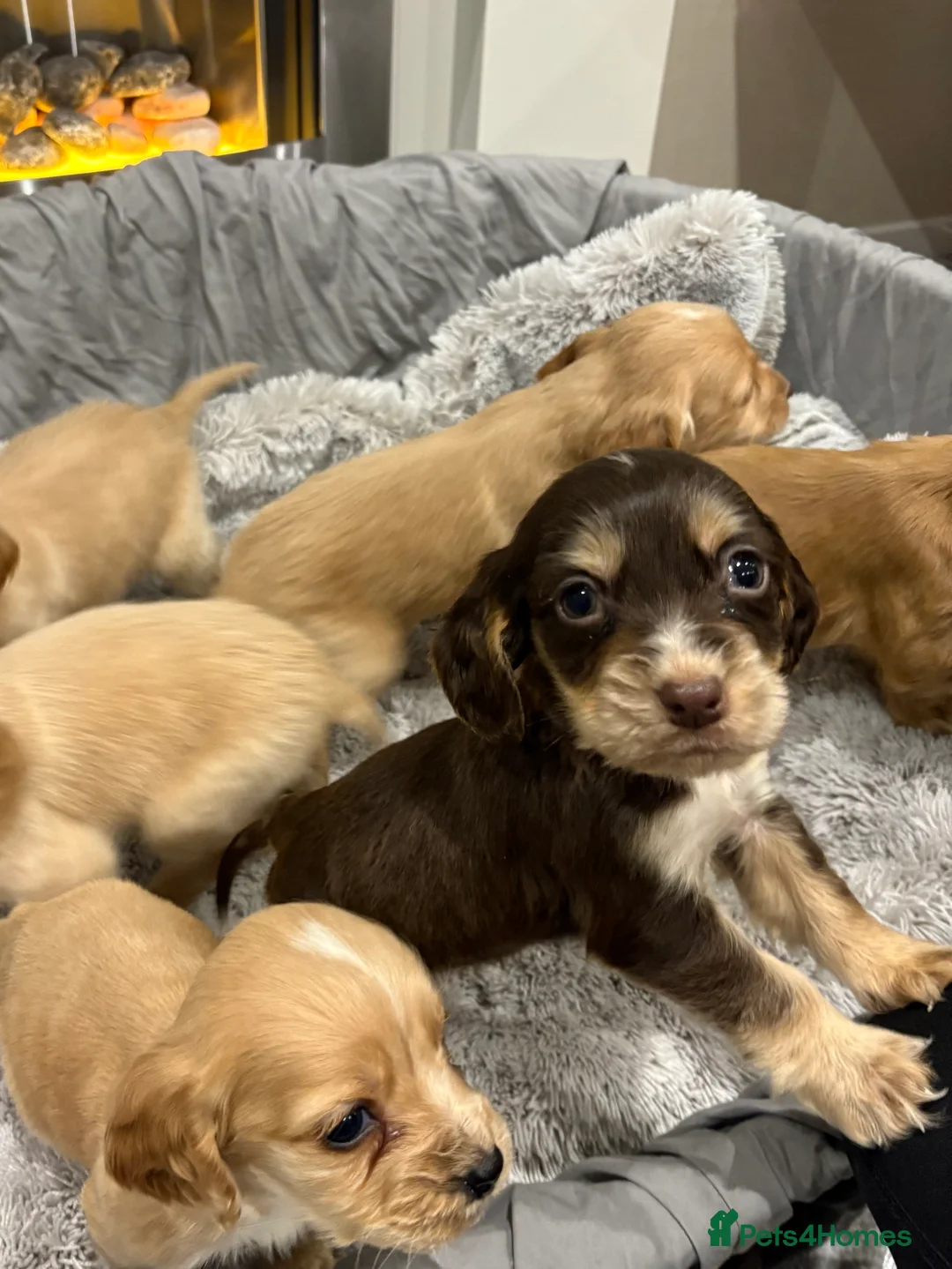 Cockapoo dogs for sale: F1 cockapoo - Advert 11