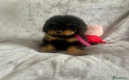 Cockapoo dogs for sale: 🐾 Gorgeous Cockapoo Puppies Ready now 🐾  - Image 7