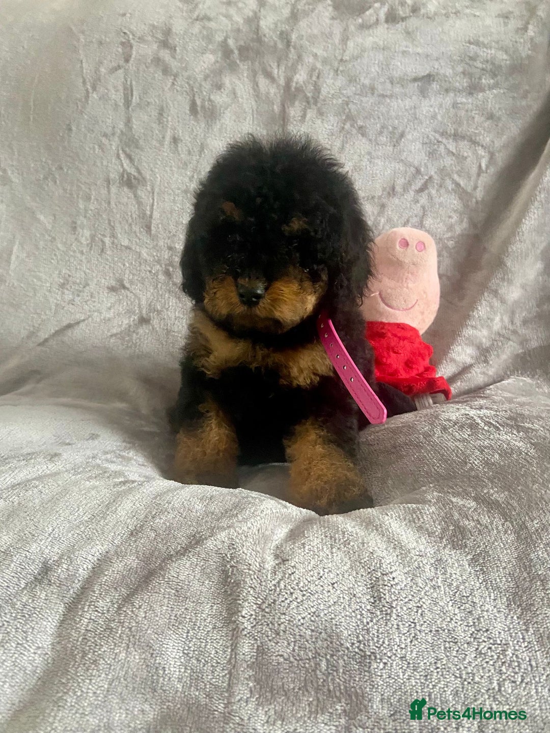 Cockapoo dogs for sale: 🐾 Gorgeous Cockapoo Puppies Ready now 🐾  - Image 7