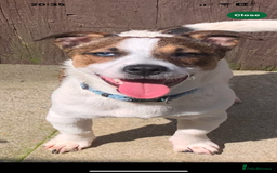 Jack Russell dogs for sale: Gorgeous Mini Jack Russell Terriers - Image 3
