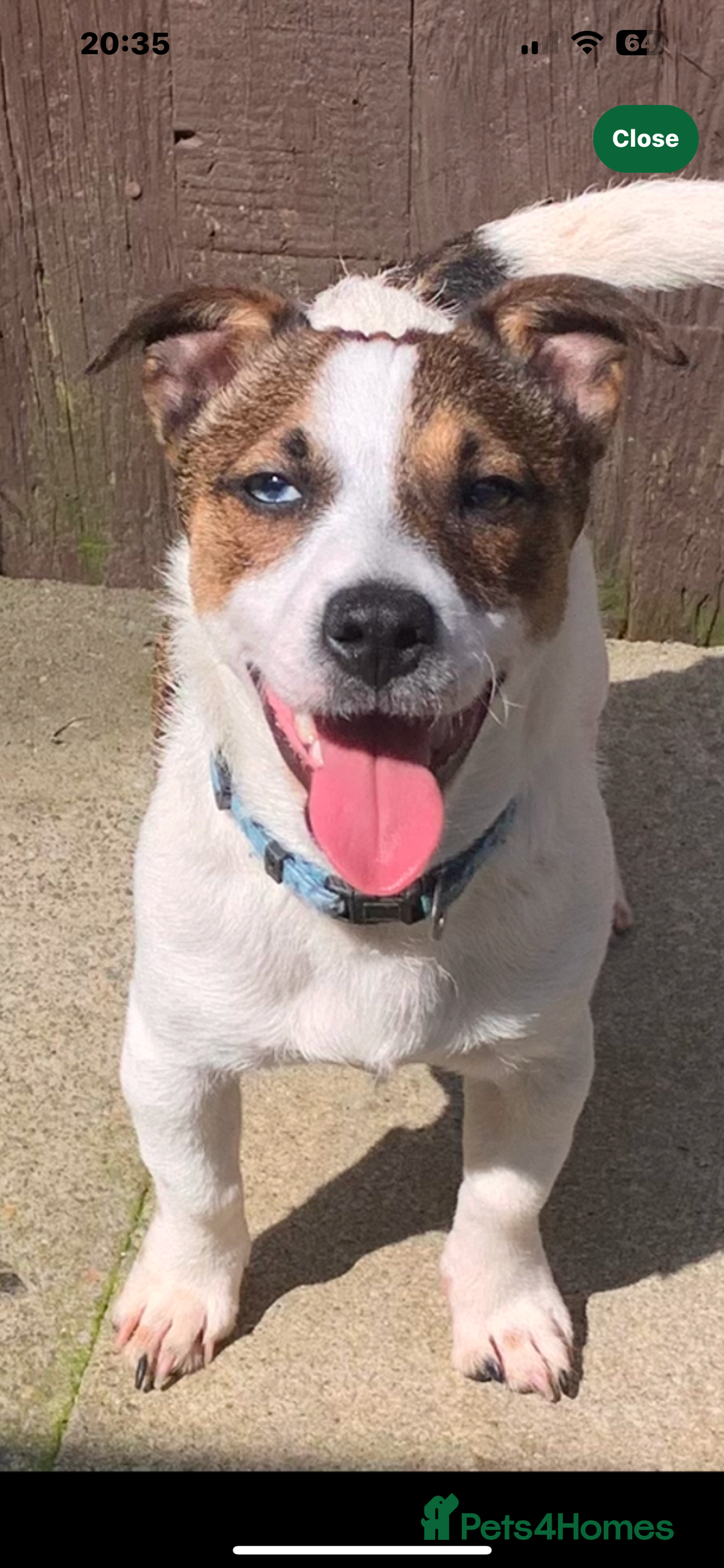 Jack Russell dogs for sale: Gorgeous Mini Jack Russell Terriers - Image 3