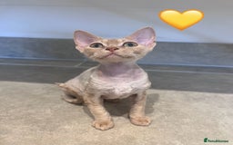 Devon Rex cats for sale: 1 girl left. Stunning Devon Rex GCCF kittens  - Image 27