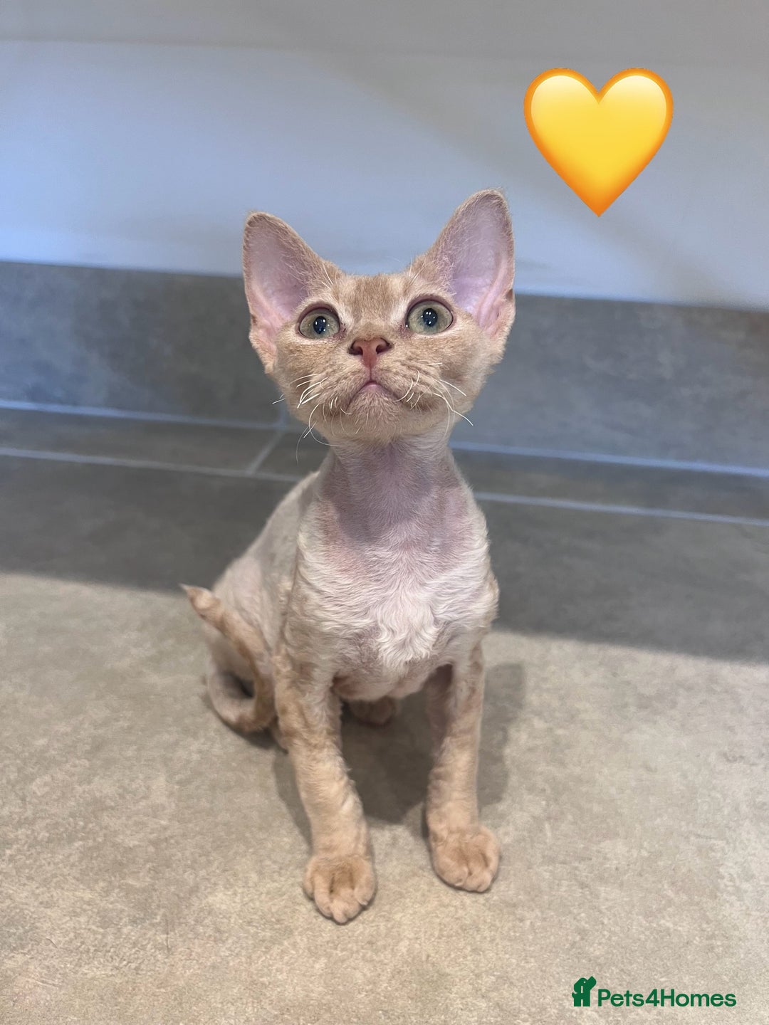 Devon Rex cats for sale: 1 girl left. Stunning Devon Rex GCCF kittens  - Image 27