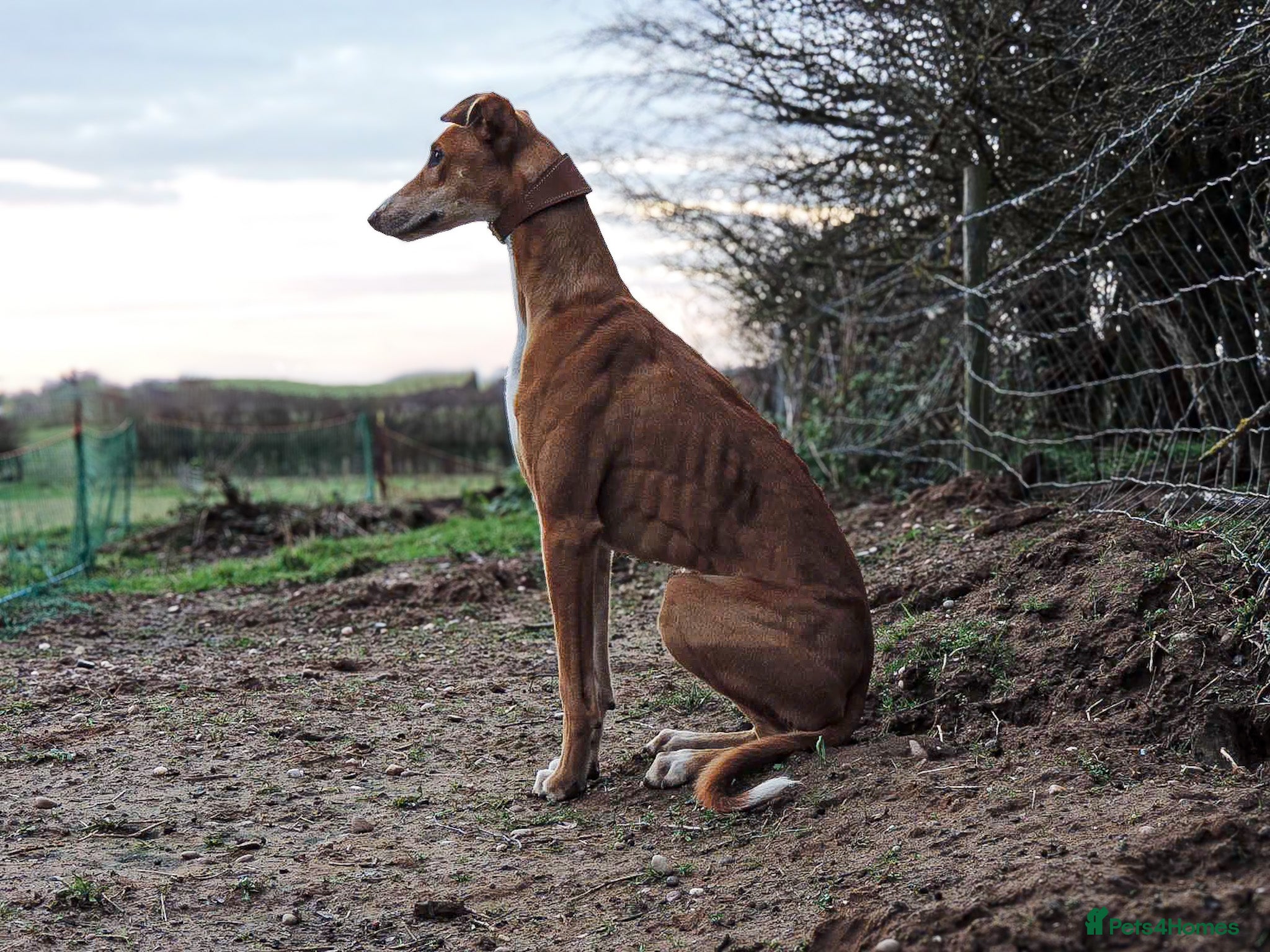 Mixed Breed dogs Saluki/greyhound. collie/bull greyhound  - Advert 1