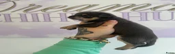 Chihuahua dogs for sale: Beautiful Chihuahua boys  - Advert 10