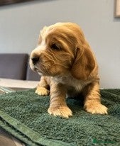 Cocker Spaniel dogs Stunning KC Pedigree Show type Cocker Spaniels - Advert 2
