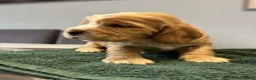 Cocker Spaniel dogs for sale: Stunning KC Pedigree Show type Cocker Spaniels - Advert 6