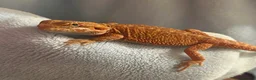 Bearded Dragon reptiles for sale: Red bearded dragon and vivarium  in Huddersfield - Advert 2