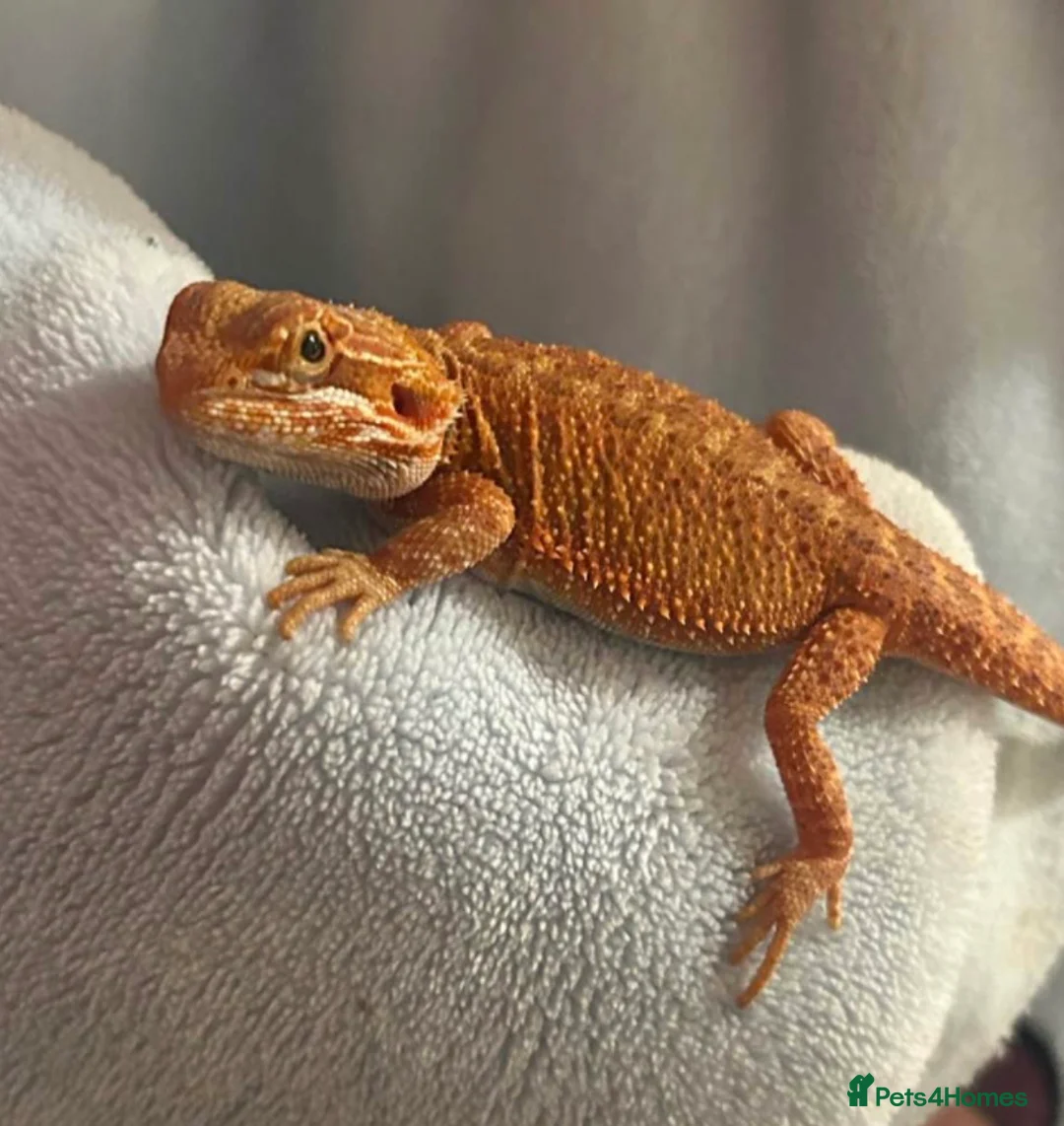 Bearded Dragon reptiles for sale: Red bearded dragon and vivarium  in Huddersfield - Advert 2