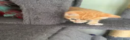 Mixed Breed cats for sale: Beautiful kittens for sale  - Advert 13