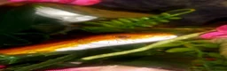 Corn Snake reptiles for sale: Corn snakes forsale 2025 corn snakes 2026 clutches - Advert 6