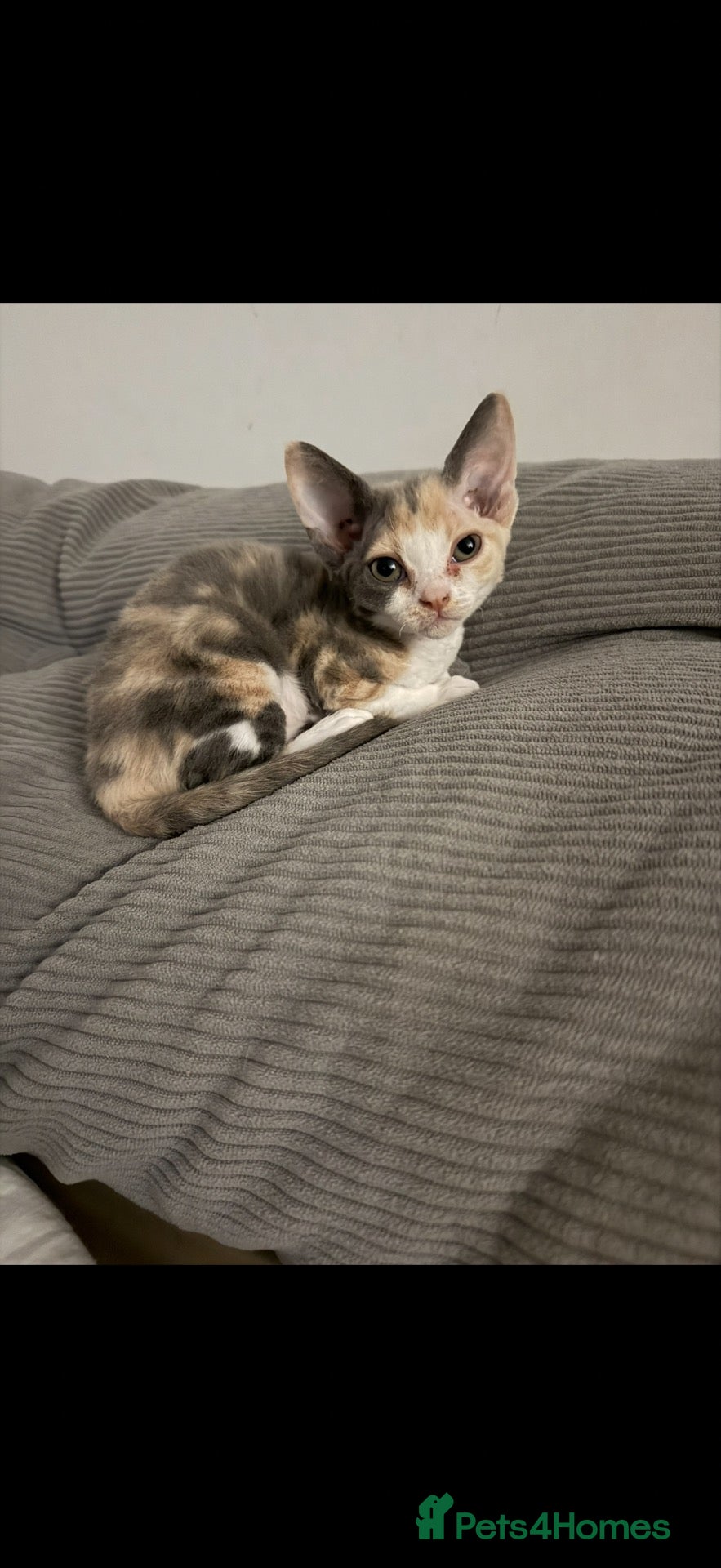 Devon Rex cats      🐾 Two Beautiful Devon Rex Kittens  - Advert 2