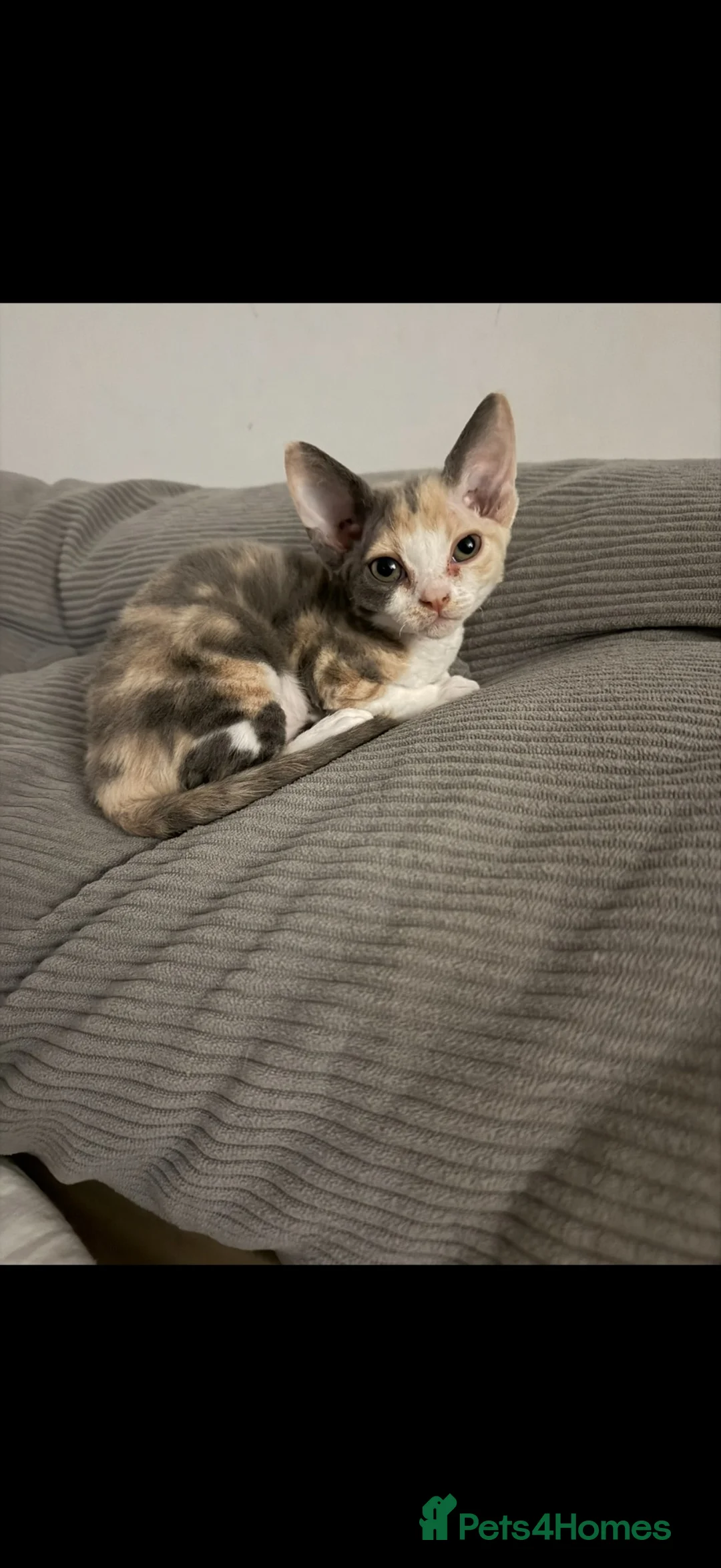 Devon Rex cats for sale:      🐾 Two Beautiful Devon Rex Kittens  - Advert 2